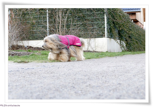 [Hundeblog] Einfach Socke Wir warteten….