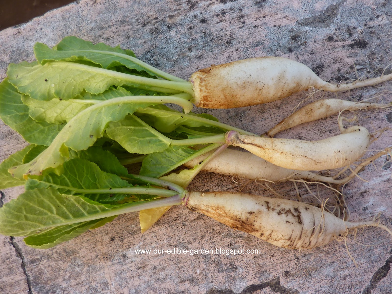 Our Edible Garden: February 2015