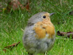 Rouge Gorge