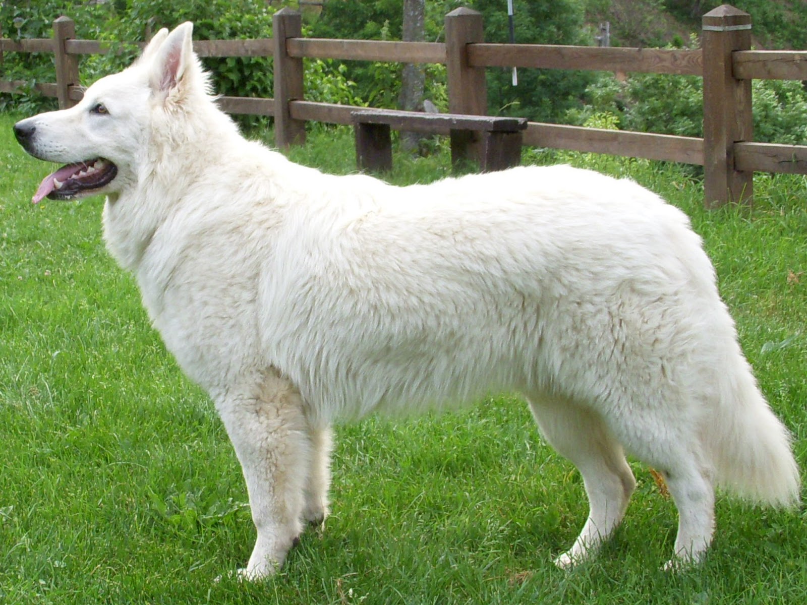 Noel il pastore svizzero