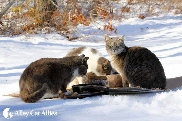 winter weather tips for outdoor cats