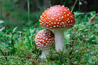Fly Agaric Mushroom A mushroom with a red top with white spots on a white stem