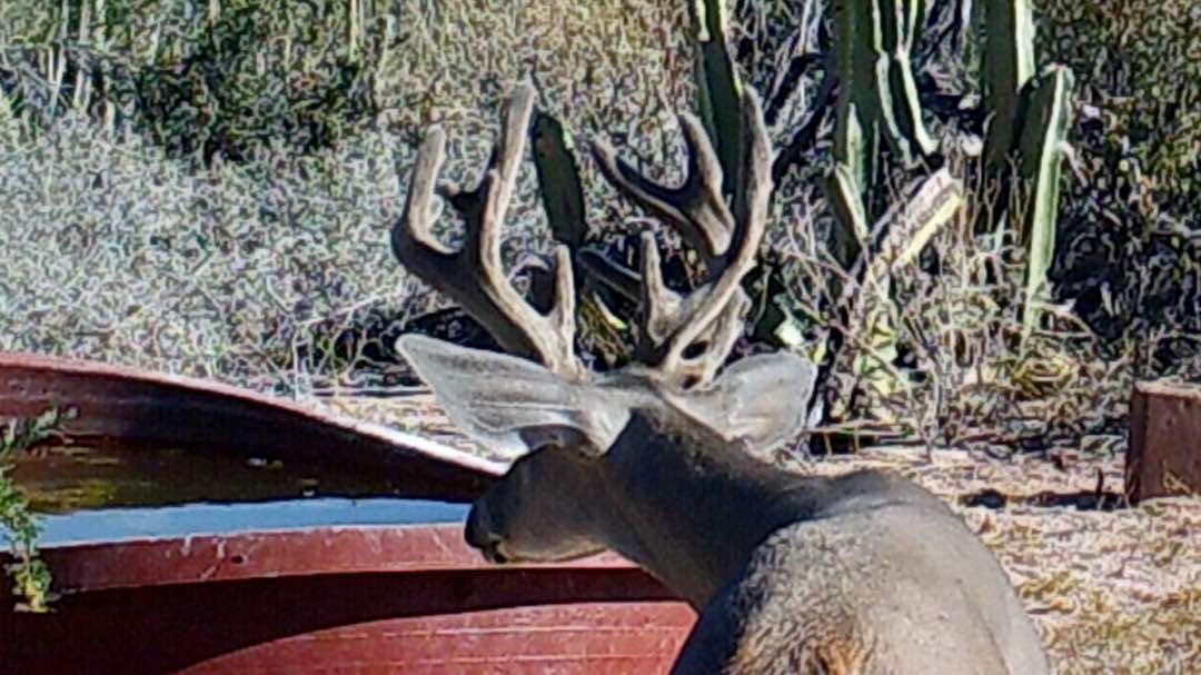 DIIZCHE SAFARI ADVENTURES Blog Hunting in Sonora, Sullivan