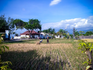 Farmers Take Straw After Harvesting In The Rice Fields Near The Beach At Umeanyar Village North Bali Indonesia
