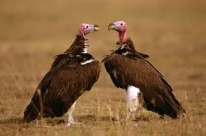Lappet-faced Vulture(Torgos tracheliotos)