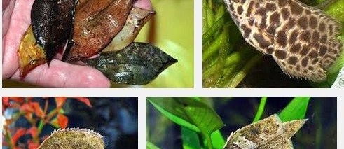 Ini Dia Tips Cara Mengenal Ikan Daun Air Tawar Yang Unik Dan