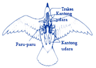 Mari kita mengenal tentang pernafasan bangsa burung  MODEL sistem  PERNAPASAN BURUNG (AVES)