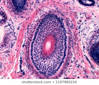 Hair Follicle Function