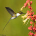 Aves também fazem polinização de flores e garantem a reprodução de várias plantas