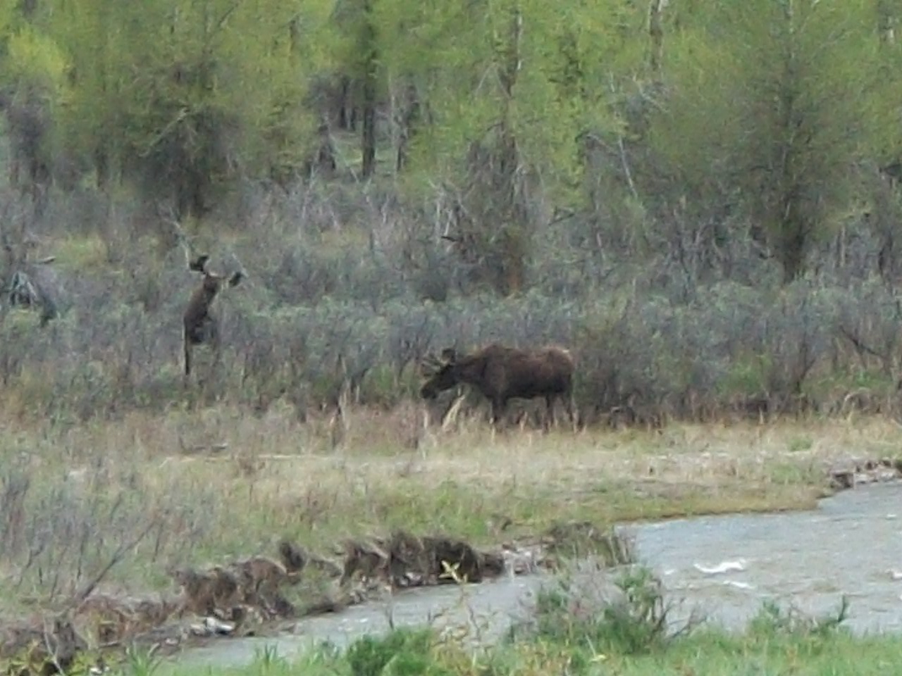 The Sayre RV Odyssey Colter Bay Village RV ParkJackson Lake, Grand Tetons