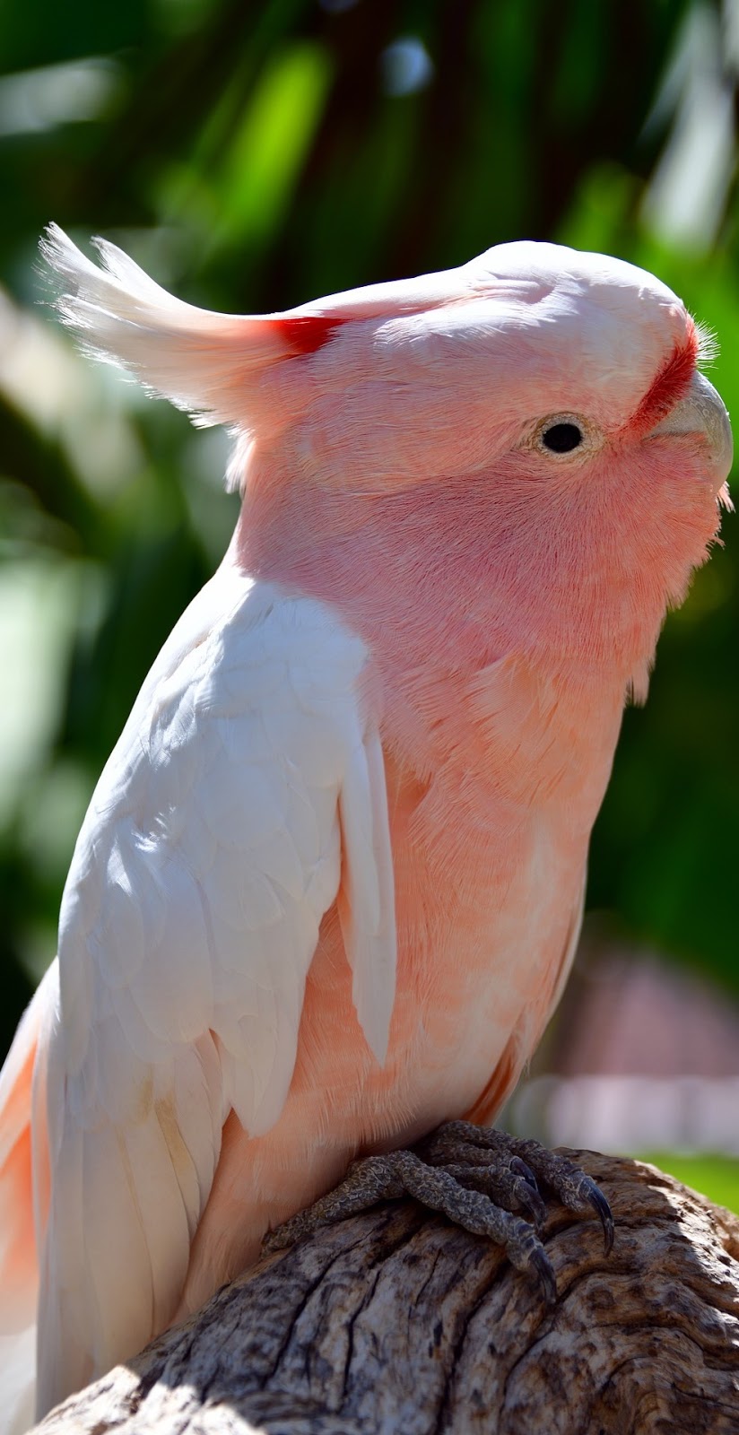 Cute parrot - About Wild Animals