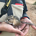 Museum researchers rediscover animal not seen in 30 years