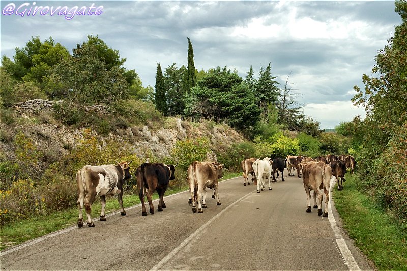 escursioni gargano trekking cavallo