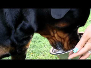 yogurt for your dog, for your rottweiler