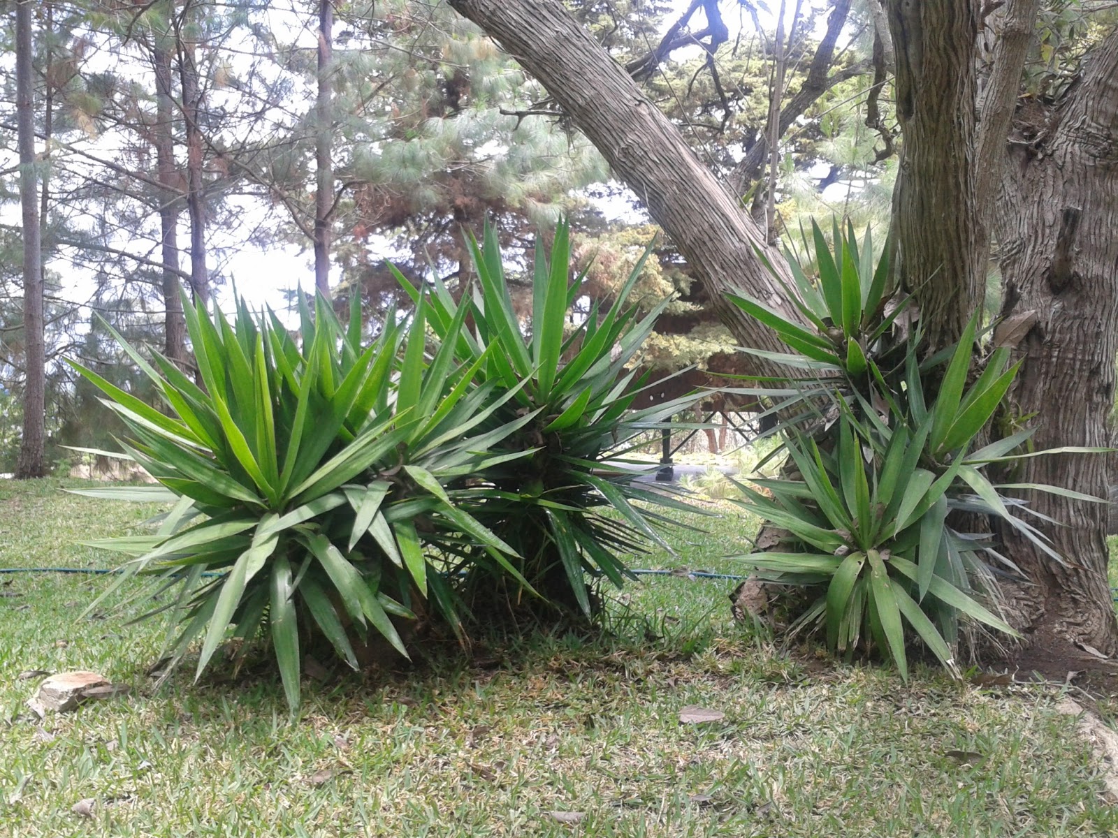 Mis notas del jardín: Flor de Izote