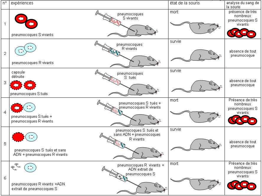 Club SVT Camille Guérin poitiers: SECONDE 2019 LA VIE THEME 1 TP3 L'ADN