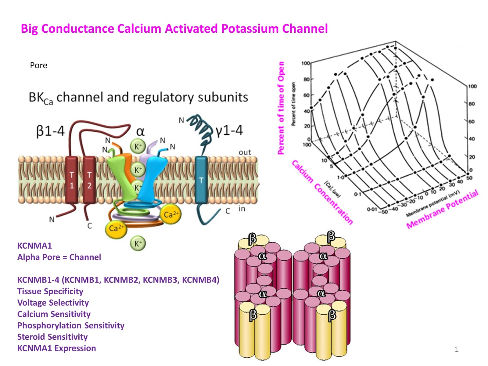 Multiple Sclerosis Research Education Big Conductance Potassium Channels.