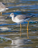 Greater yellowlegs juvenile, Goose Island State Park, TX - by Alan D. Wilson, May 2008