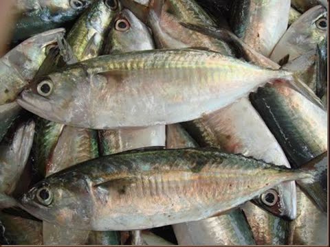 Perbedaan ikan tongkol dan ikan kembung