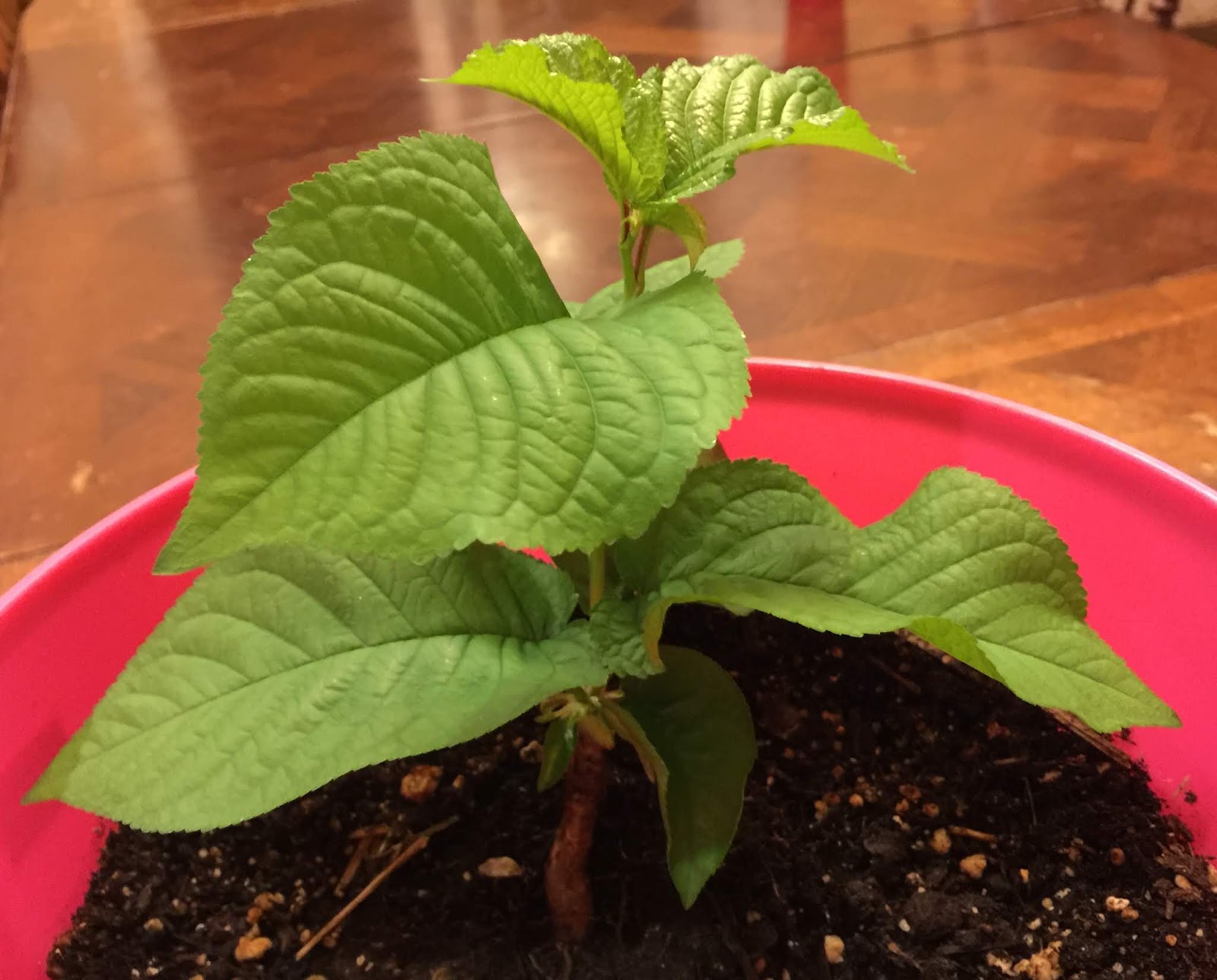 Update on cherry tree!!!