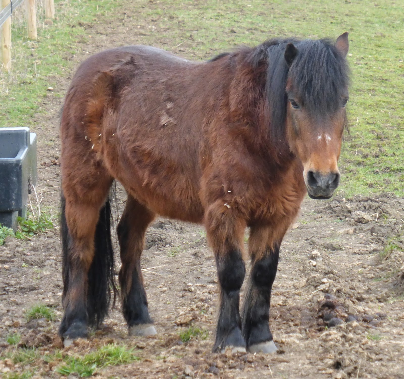 Horse Life and Love Feeding Garlic to Horses.