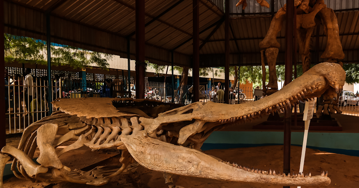 FOSSIL HUNTRESS SARCOSUCHUS IMPERATOR