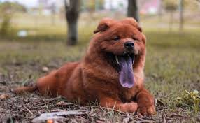 Cara Merawat Anjing Chow Chow Hewan Peliharaan Pendiam