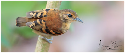Spotted Antbird (Hylophylax naevioides) - female