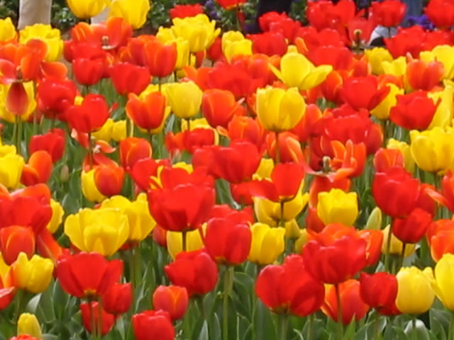 Flower Picture Inspirations Meaning  of Tulip flower