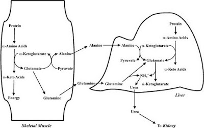 degradation of amino acids