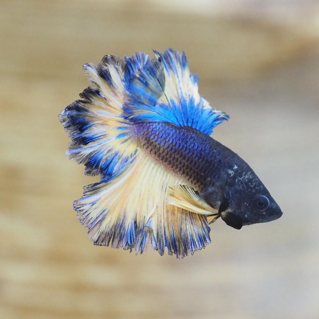 The Superb Live Male Blue Mustard Gas Rosetail Betta Siamese Fighting Fish