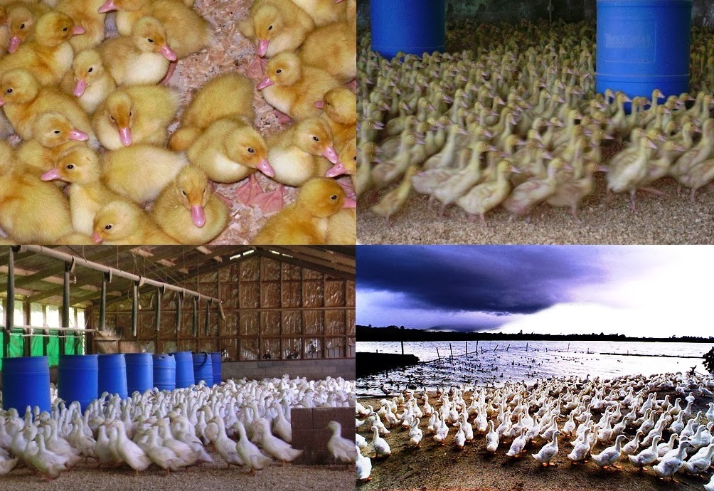 Start Your Own Duck Farming Business