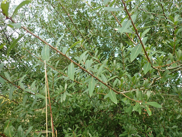 Persea borbonia Persea borbonia