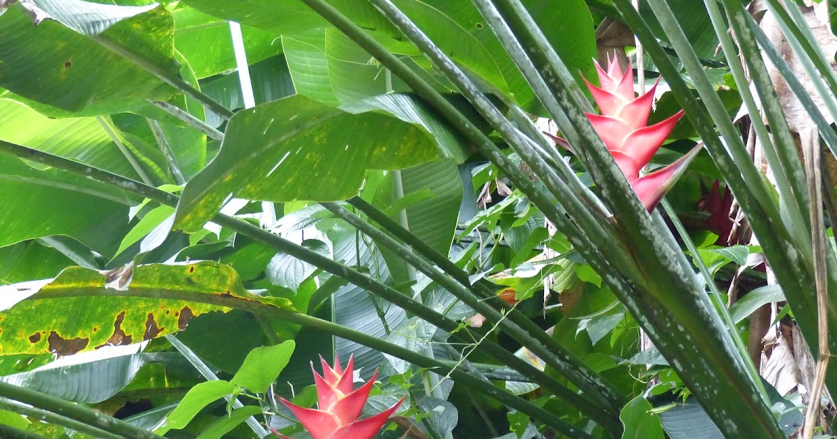 Les Fleurs de Martinique - Madinina l'île aux Fleurs