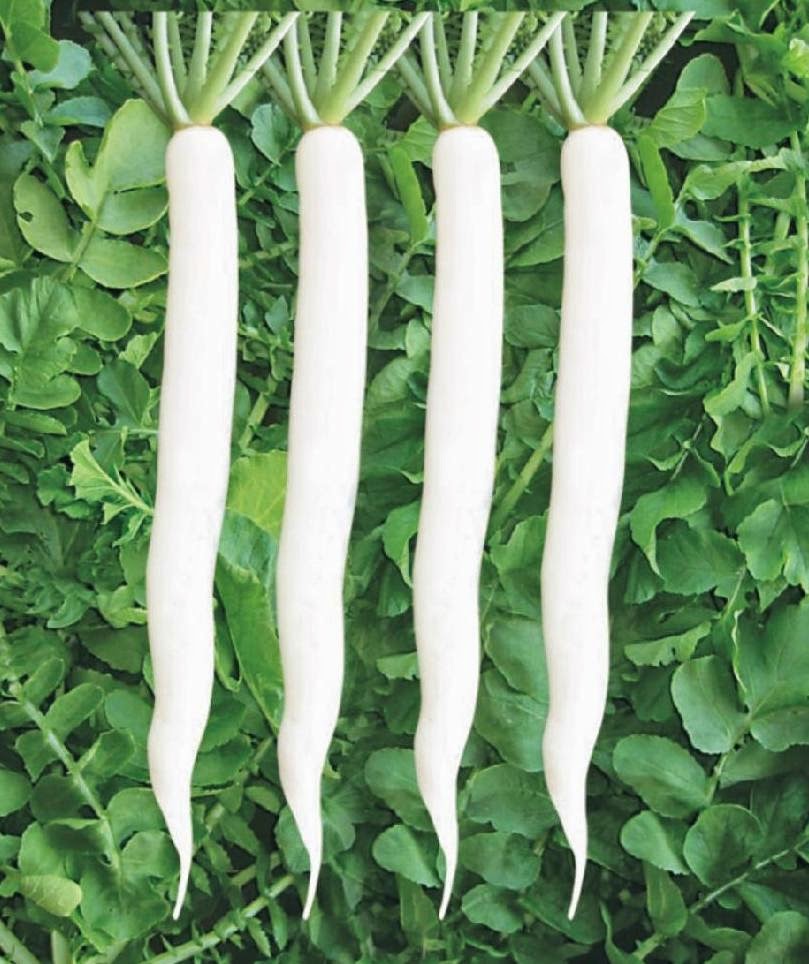 All about Kidney and Ureter Stone: Raddish Mooli cures stone