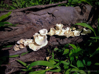 Type Of White Fungus Grow On Cut Wood After Rain In The Rainy Season In The Agricultural Area