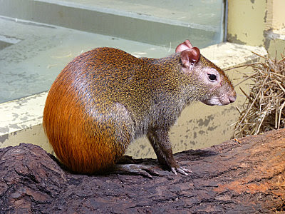 Marubricabrac: Agouti doré
