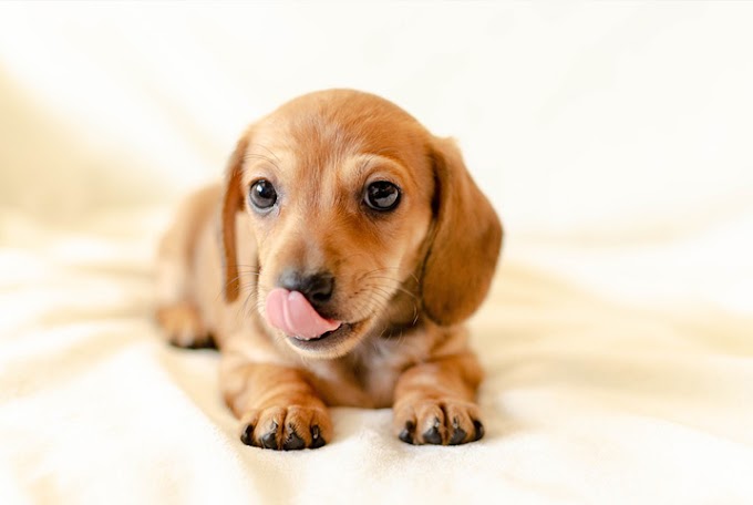 Descubra por que cachorro lambe o pé do dono!