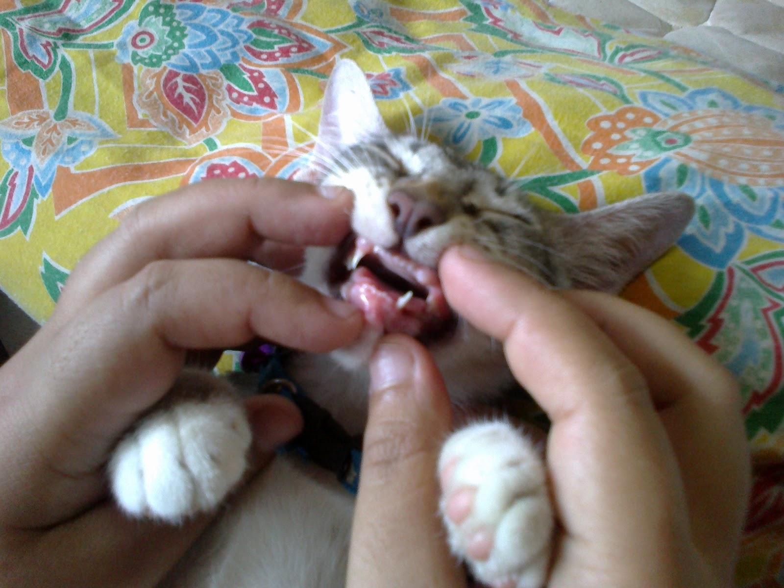 Cats-front-teeth Images - Frompo - 1