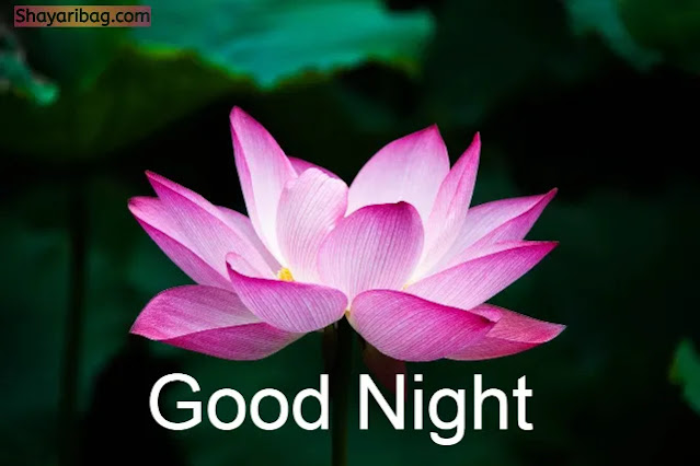 Good Night Flowers Lotus Good Night Flowers Lotus