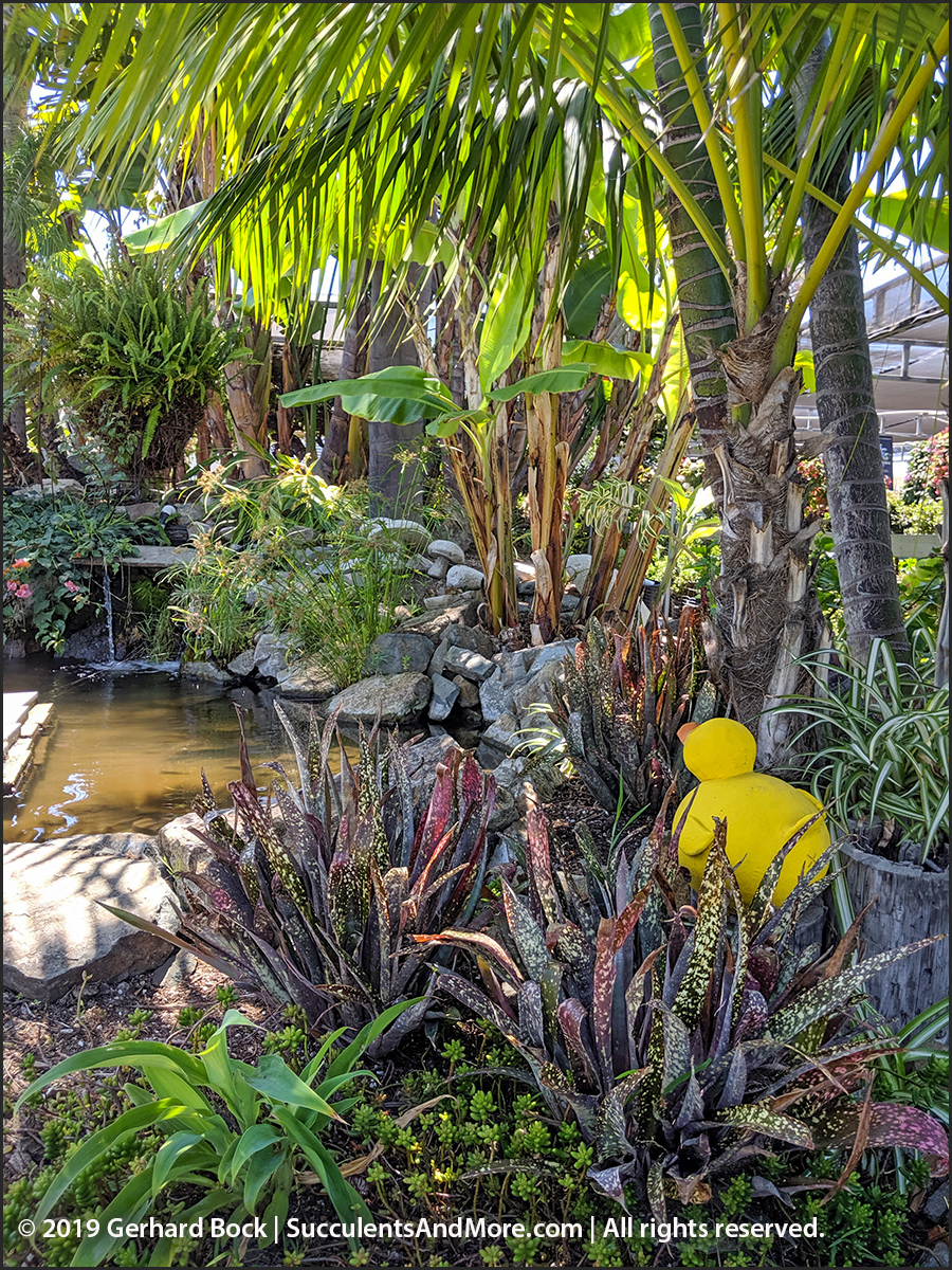 Another mustsee SoCal nursery Plant Depot in San Juan Capistrano