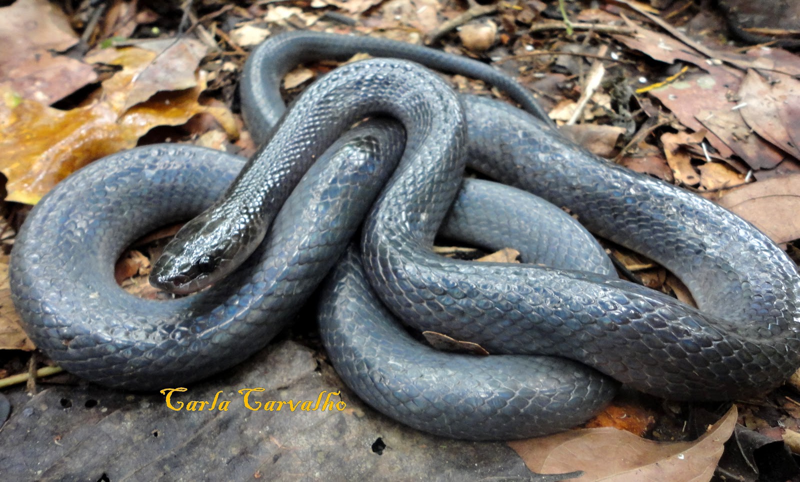 BIOSERPENTEIA Pseudoboa nigra