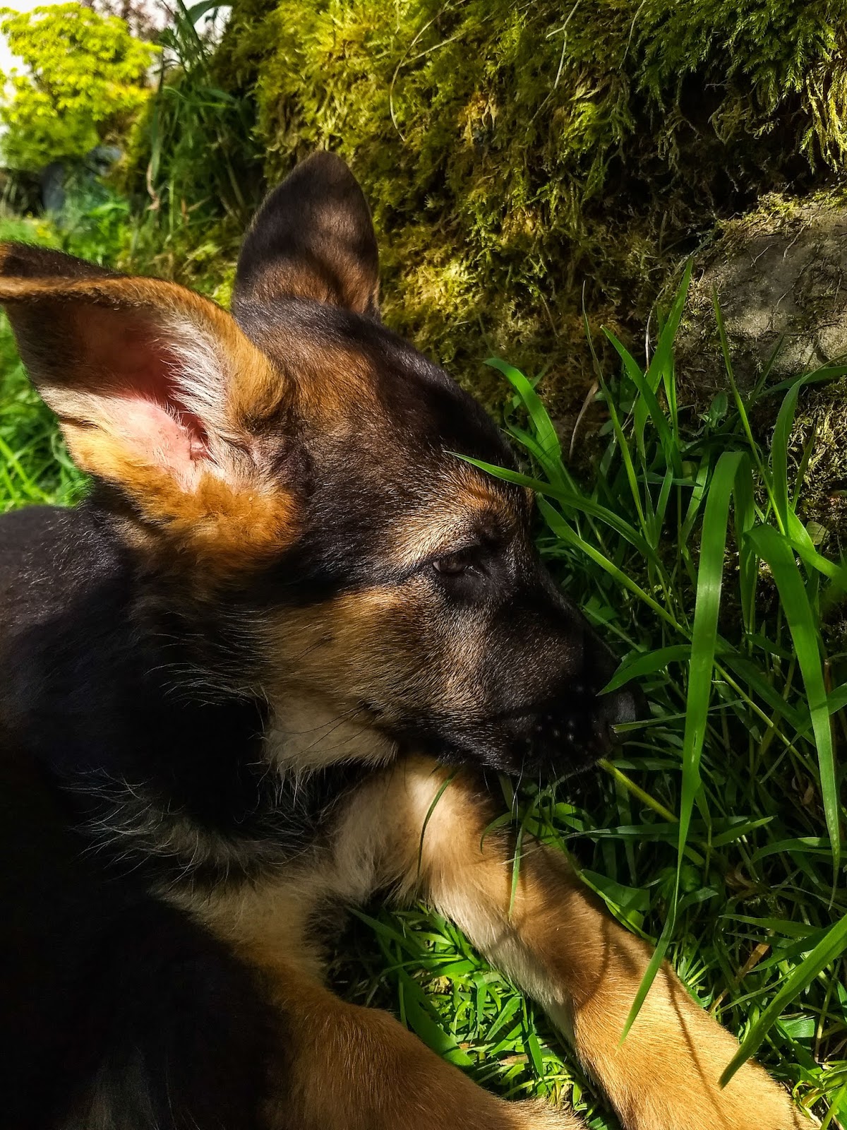 Two month old German Shepherd puppy with ears up and nose buried in the grass.