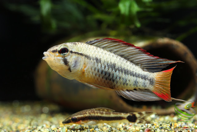 Apistogramma viejita