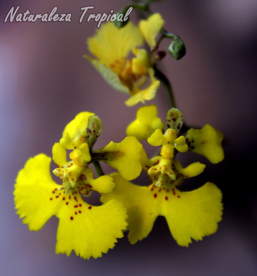 Flores de la orquídea Tolumnia guibertiana, conocida como Orquídea Bailarina