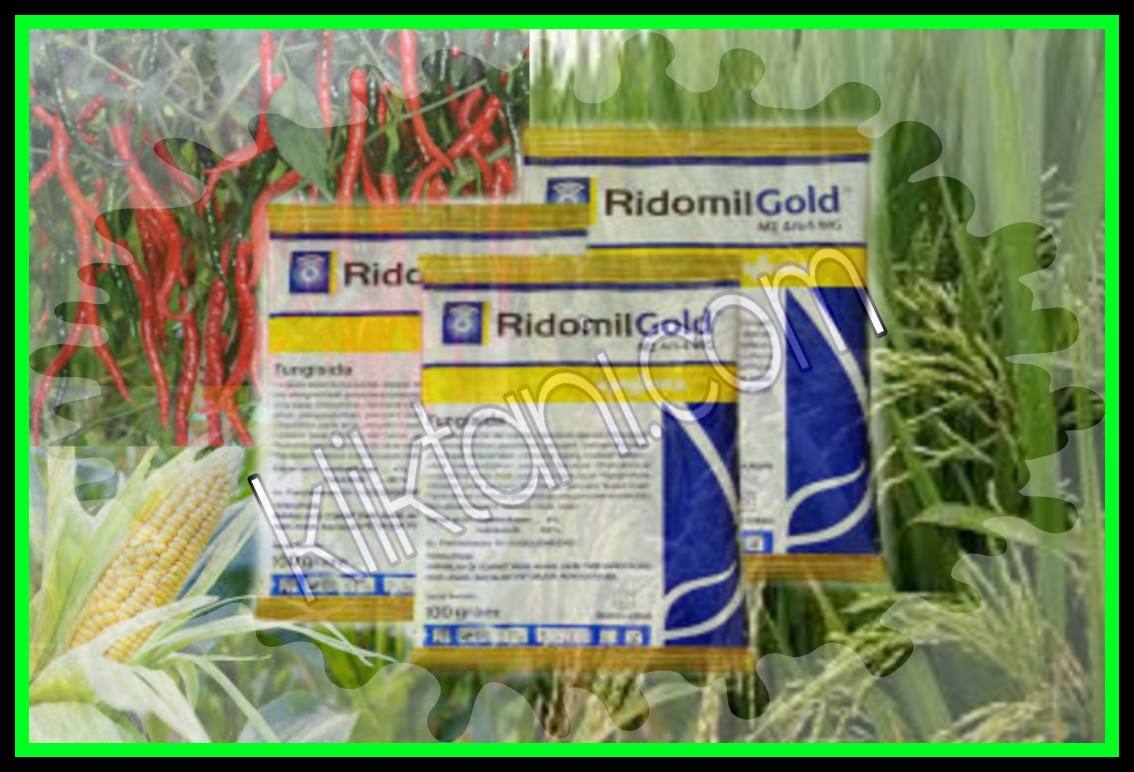 Fungsi dan Dosis Fungisida Ridomil Gold Untuk Padi, Cabe