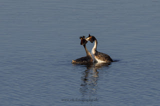 Haubentaucher Balz Naturfotografie Wildlifefotografie Meerbruchswiesen Steinhuder Meer