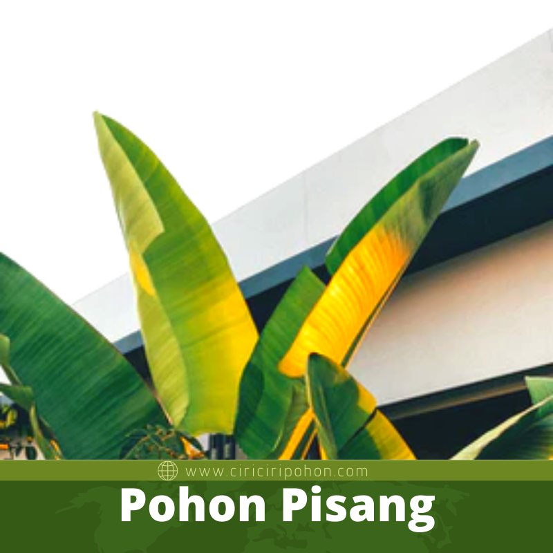 Pohon Pisang