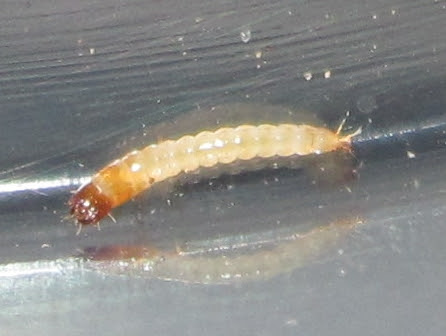 A.cf.lusciosusLarva%25232.JPG