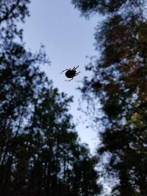 spider web, web, nature